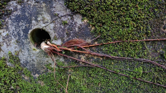 Central hole in a surface with roots and moss, related to home maintenance by Carter Services in Torrance, CA.